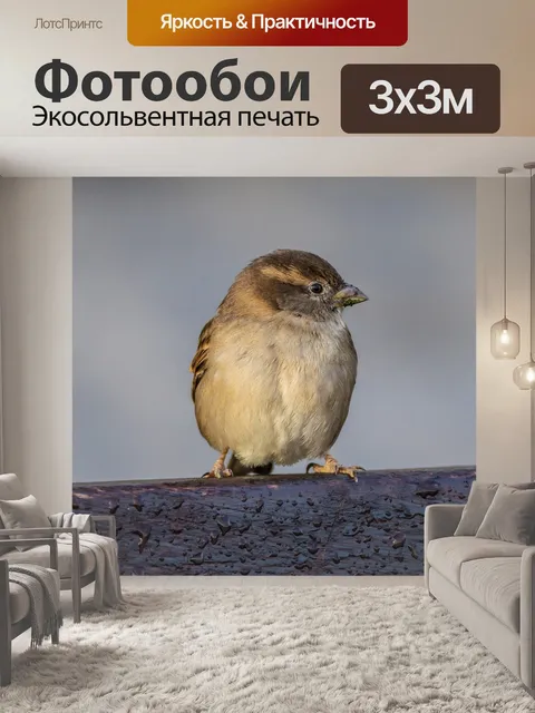 Фотообои Птица