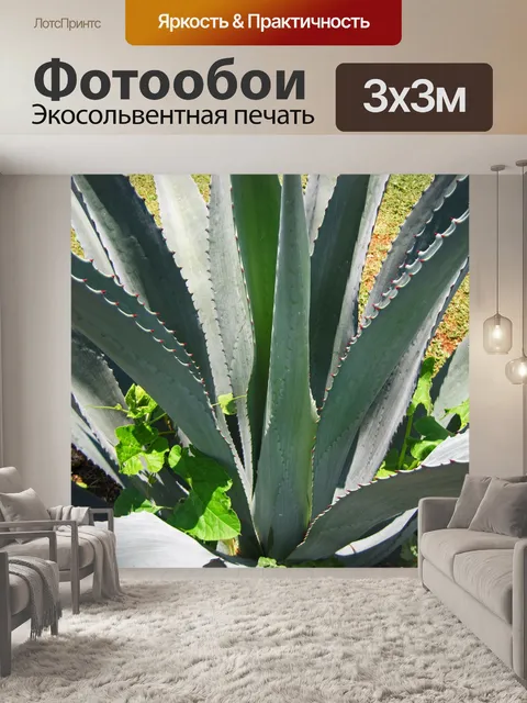 Фотообои Крупным планом вид агавы
