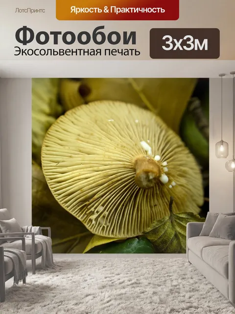 Фотообои Лес