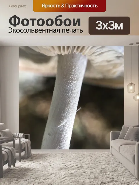 Фотообои Грибы