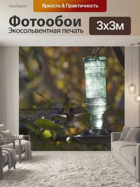 Фотообои Полет Анны Колибри