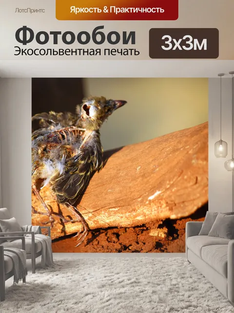 Фотообои крыло и лапы разлагающейся птицы