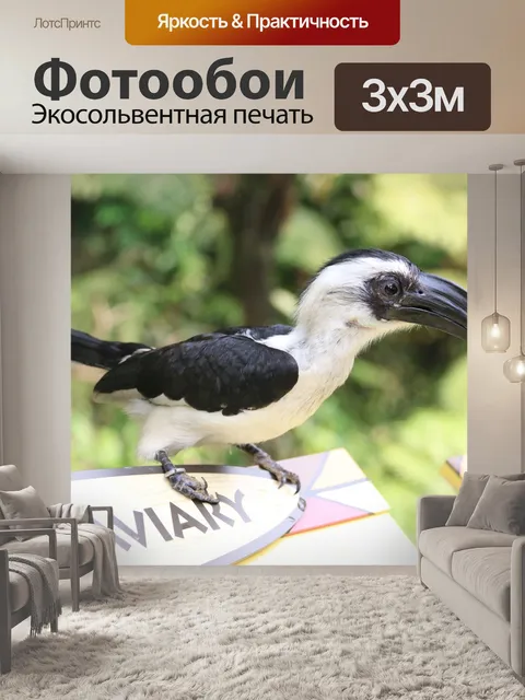Фотообои Тукан