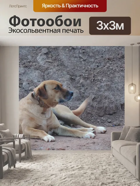 Фотообои Собака
