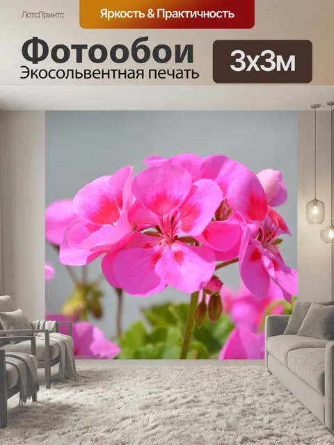 Фотообои Цветы розовой герани