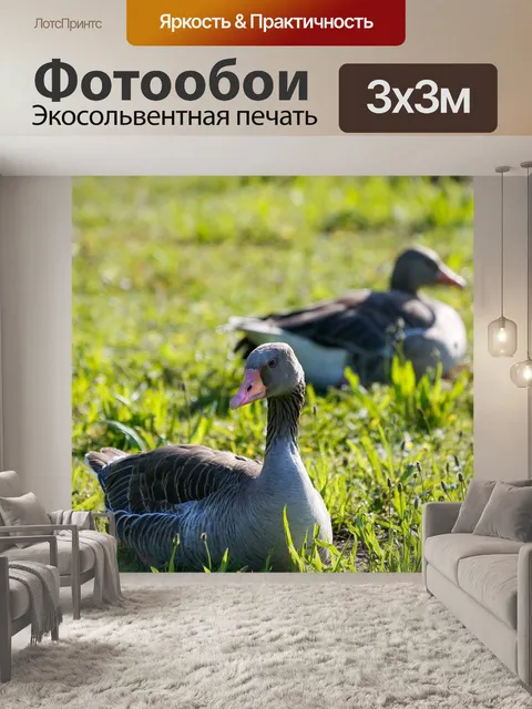 Фотообои Гуси
