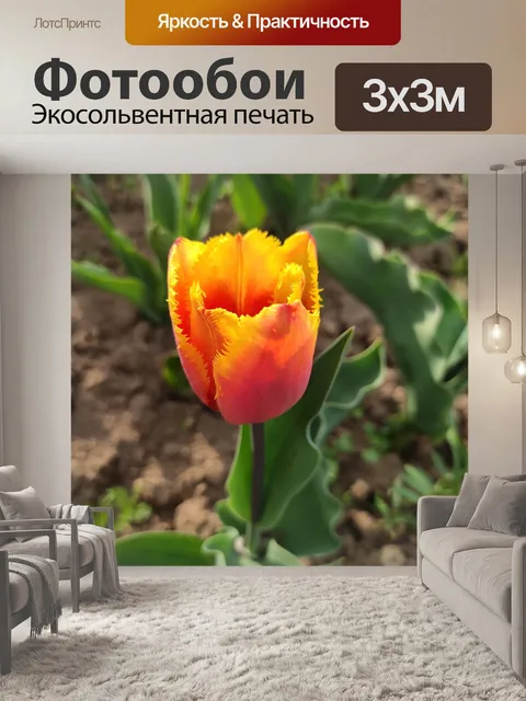 Фотообои Тюльпаны
