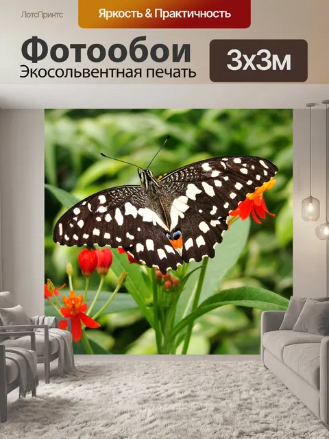 Фотообои Бабочка
