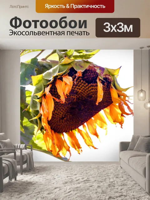 Фотообои Гигантский подсолнух