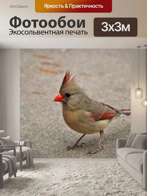 Фотообои Женский Северный кардинал