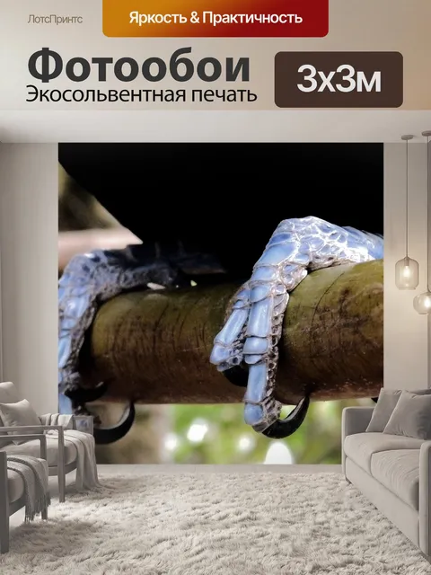 Фотообои Тукан