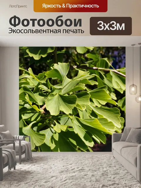 Фотообои Гинкго