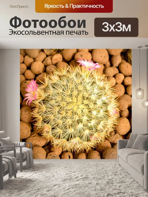 Фотообои Кактус пустынное растение