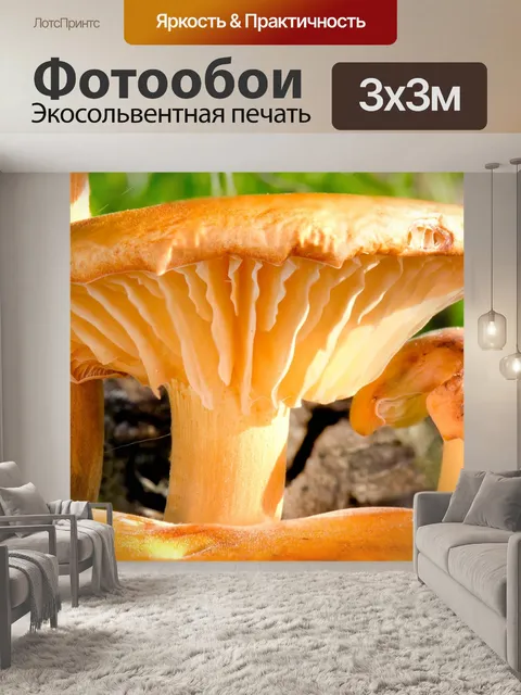 Фотообои Гриб