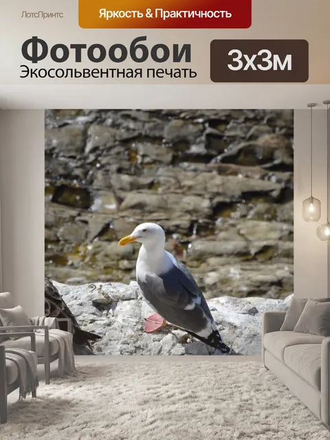 Фотообои Чайка