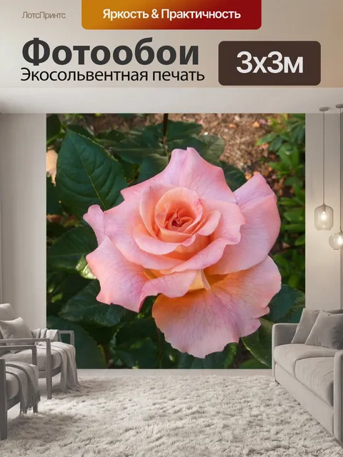 Фотообои Роза