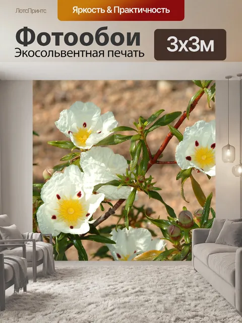 Фотообои Цветы