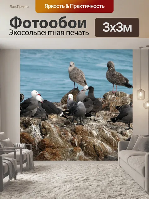 Фотообои Чайки у моря