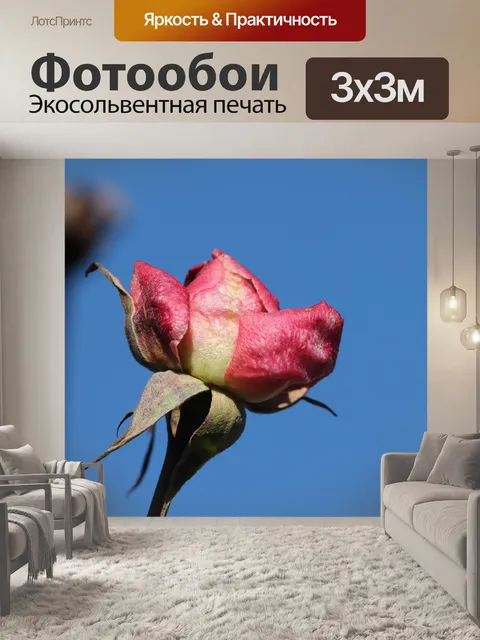 Фотообои Роза