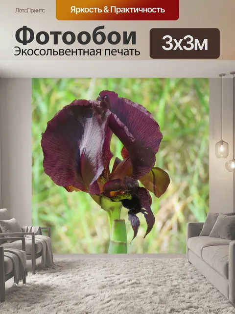 Фотообои Ирис