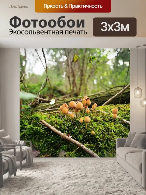 Фотообои Грибы
