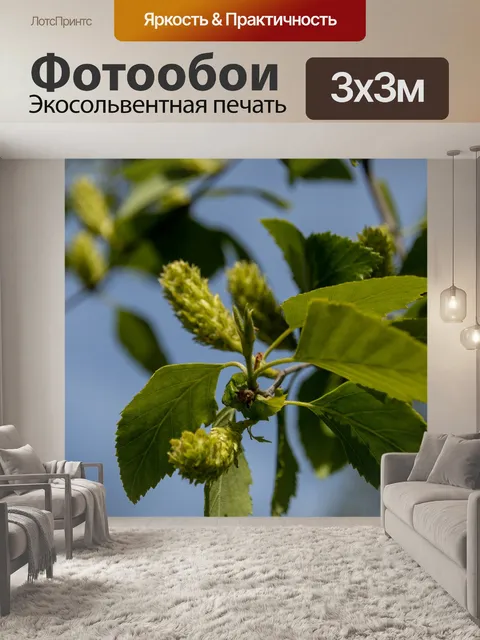 Фотообои Береза