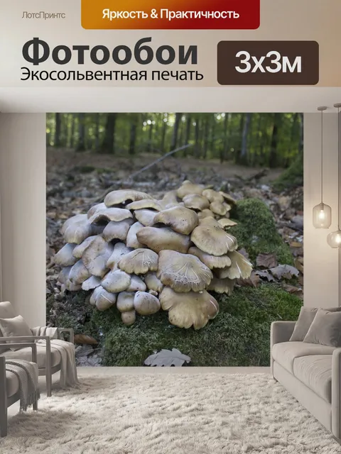 Фотообои Гриб