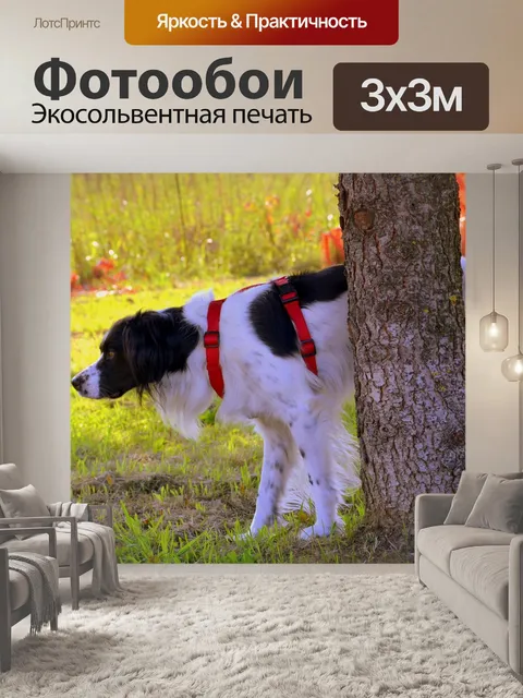 Фотообои Собака