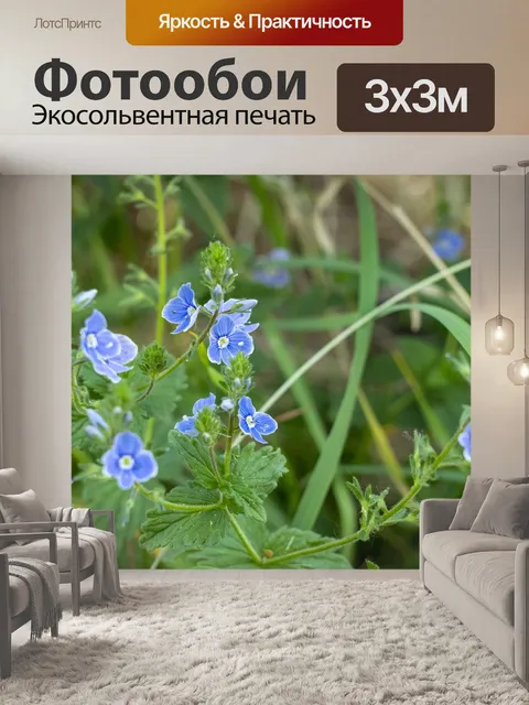 Фотообои Цветы