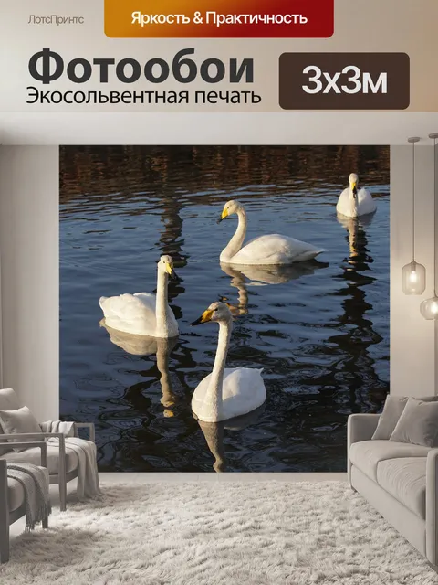 Фотообои Лебеди