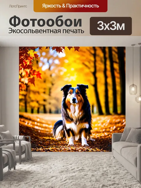 Фотообои сцена с колли на фоне осеннего леса, где листья меняют цвет, создавая теплую палитру