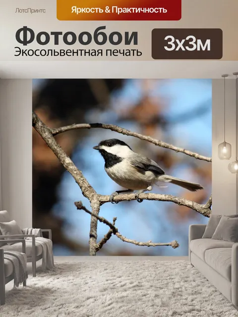 Фотообои Черная крышка