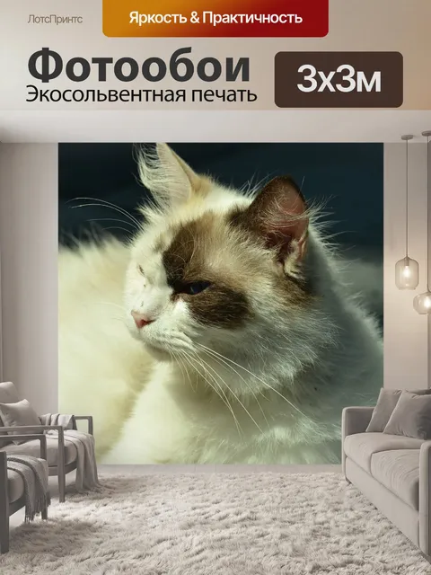 Фотообои Кошка