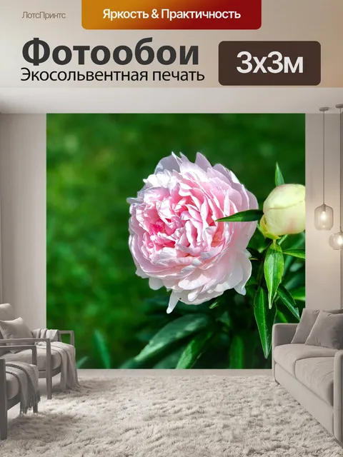 Фотообои Роза
