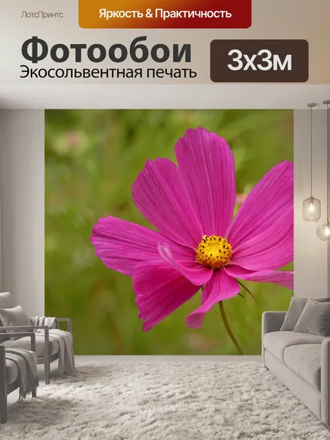 Фотообои Космос двуполый Asteraceae