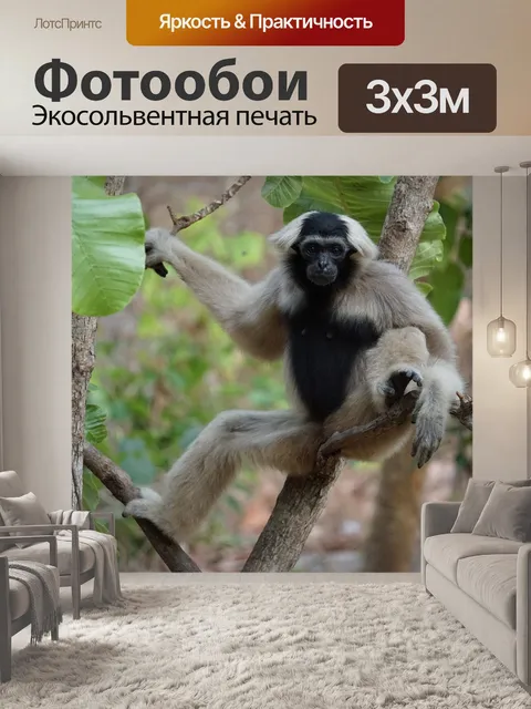 Фотообои Обезьяна