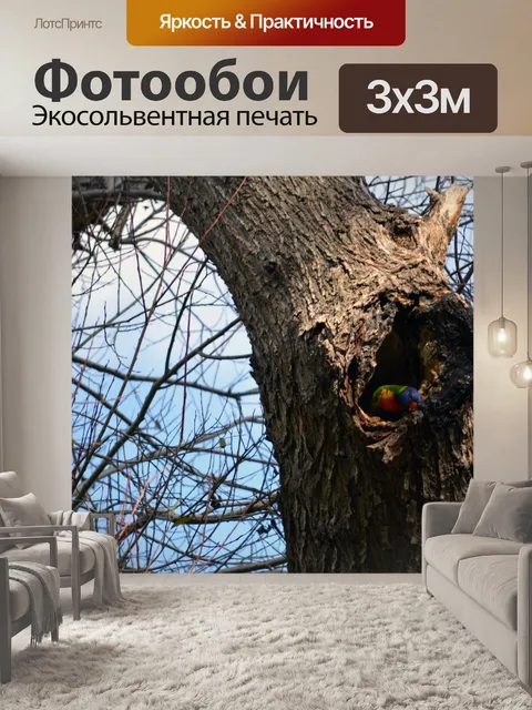 Фотообои Австралийская красочные птицы