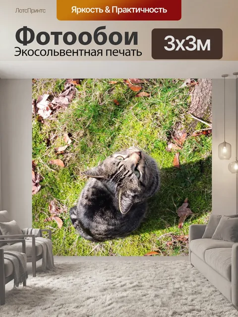 Фотообои Кошка