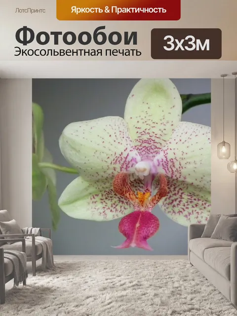 Фотообои Цветок орхидеи