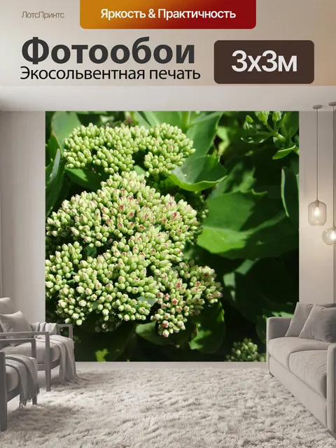 Фотообои Растительность