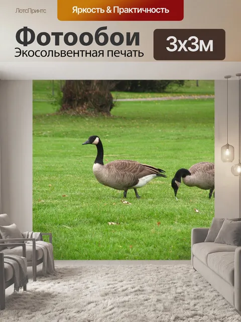 Фотообои Гуси