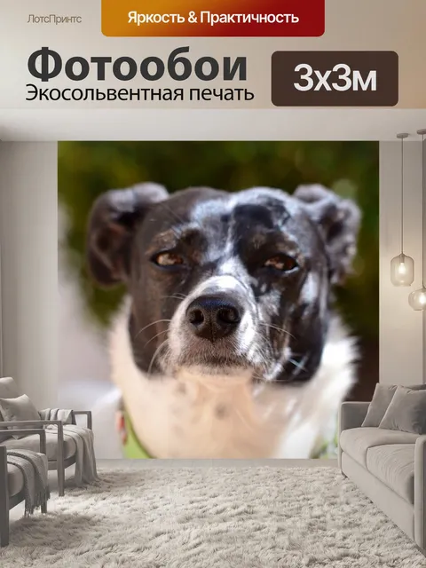 Фотообои Собака