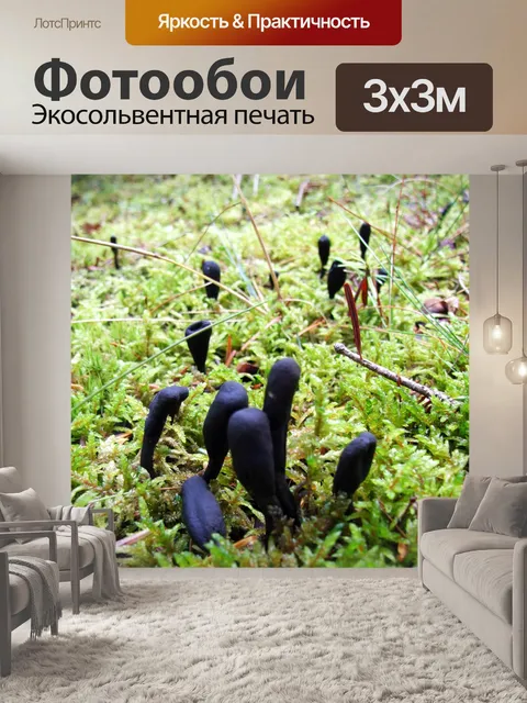 Фотообои Разные грибы