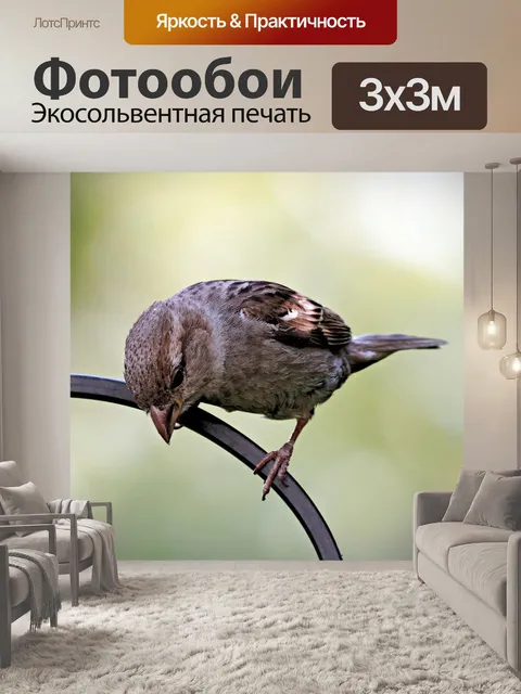 Фотообои Домовый воробей