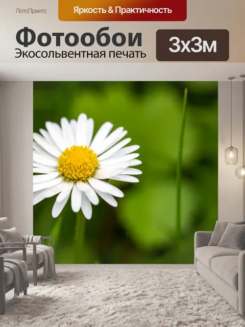 Фотообои цветок ромашка