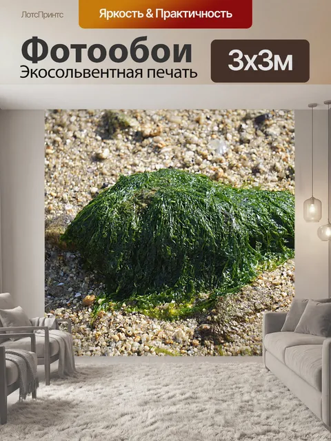 Фотообои Водоросли