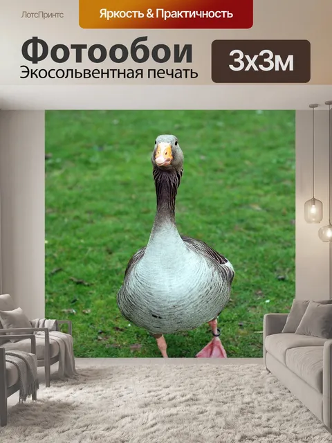 Фотообои Птица