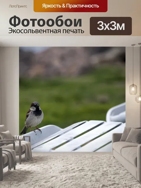 Фотообои Воробей на стуле