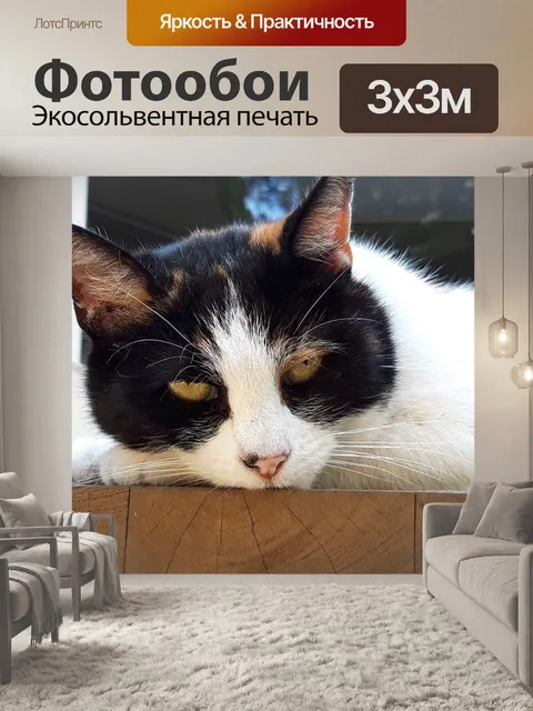 Фотообои Кошка