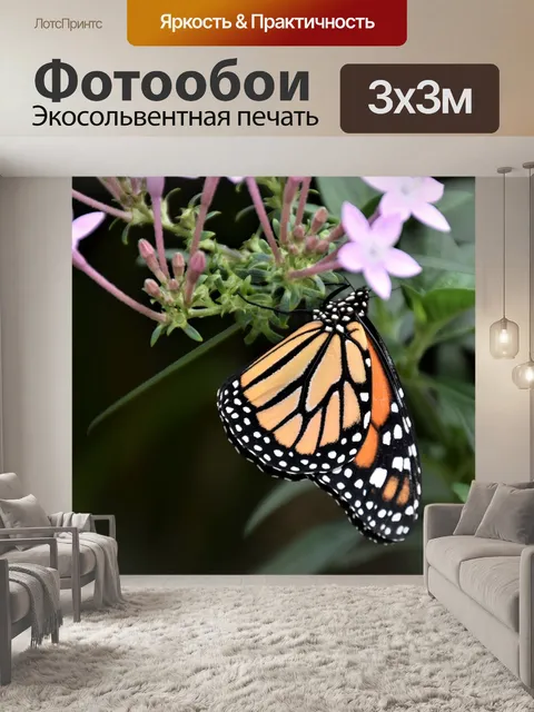 Фотообои Бабочка